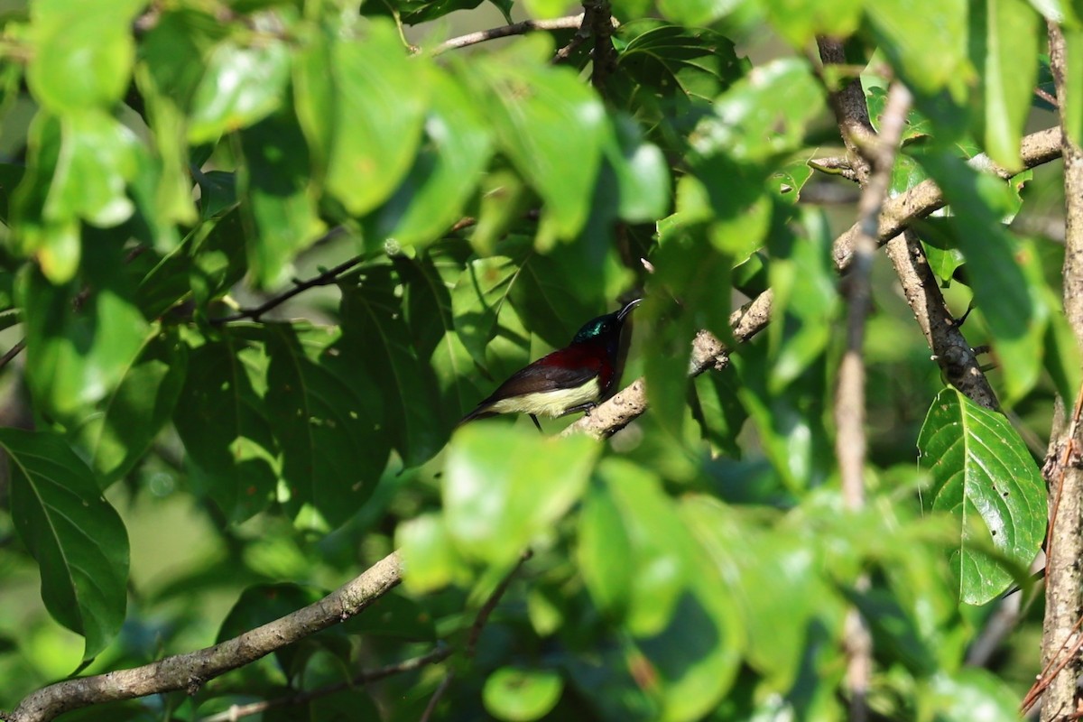 マメタイヨウチョウ - ML646852539