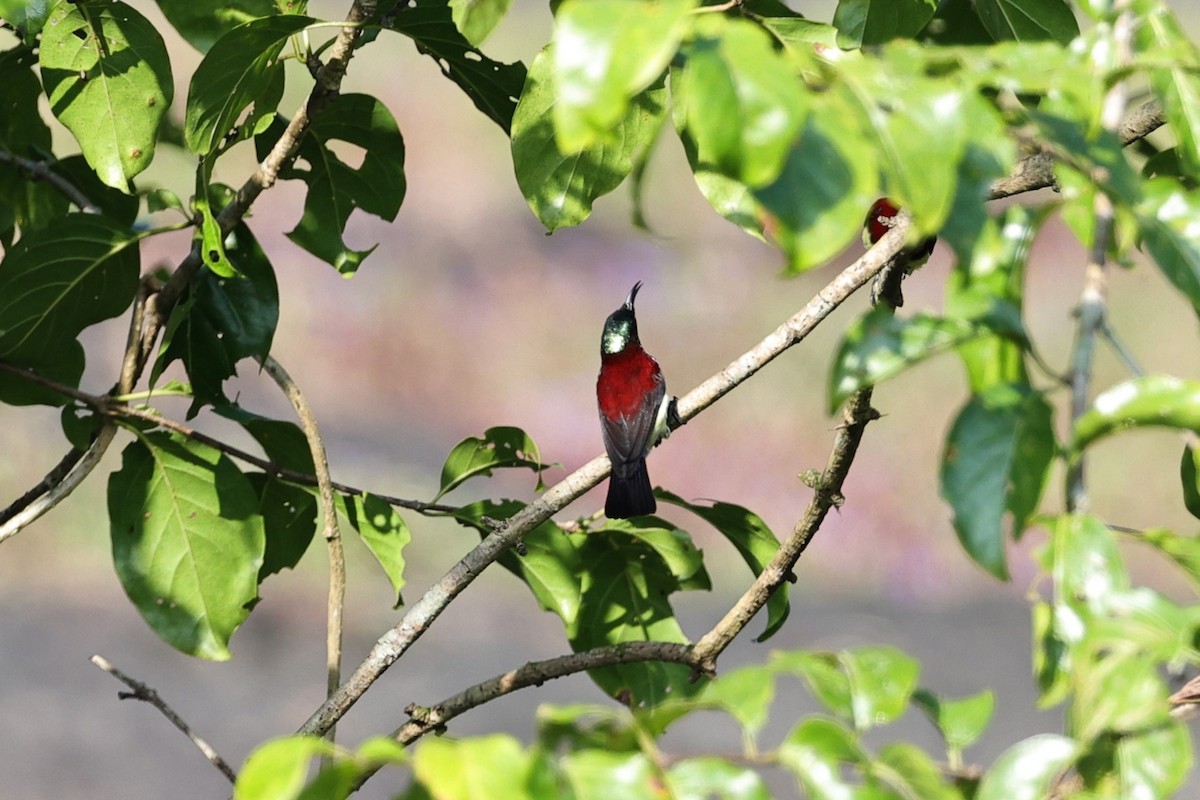 マメタイヨウチョウ - ML646852540
