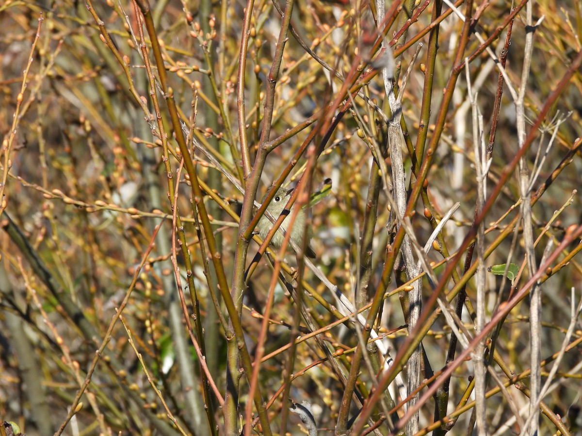 Rubingoldhähnchen - ML646852541