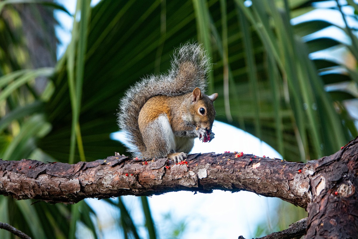Eastern Gray Squirrel - ML646852542