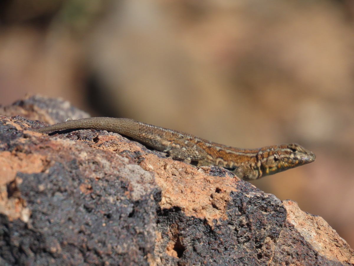 爬行綱 (爬蟲類 爬行類) - ML646852544