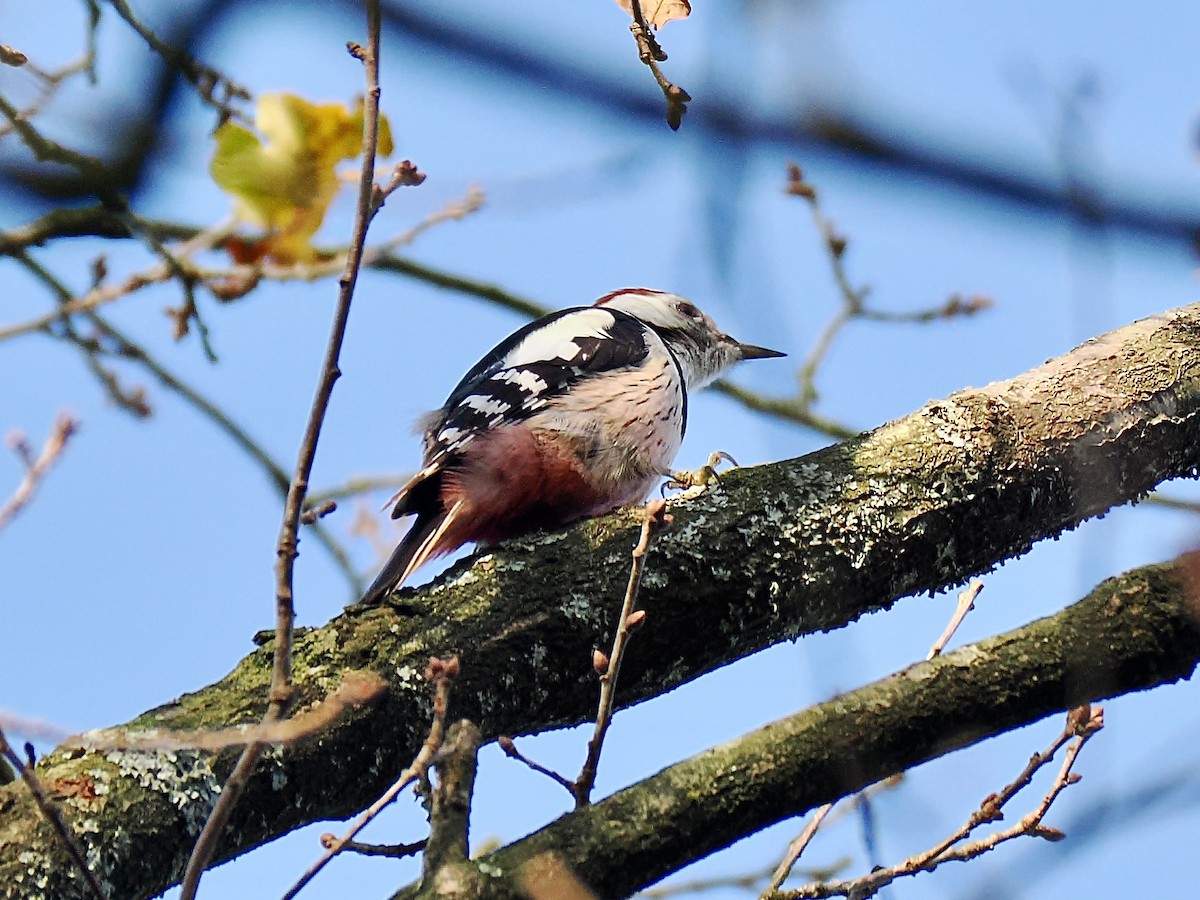 Middle Spotted Woodpecker - ML646852552