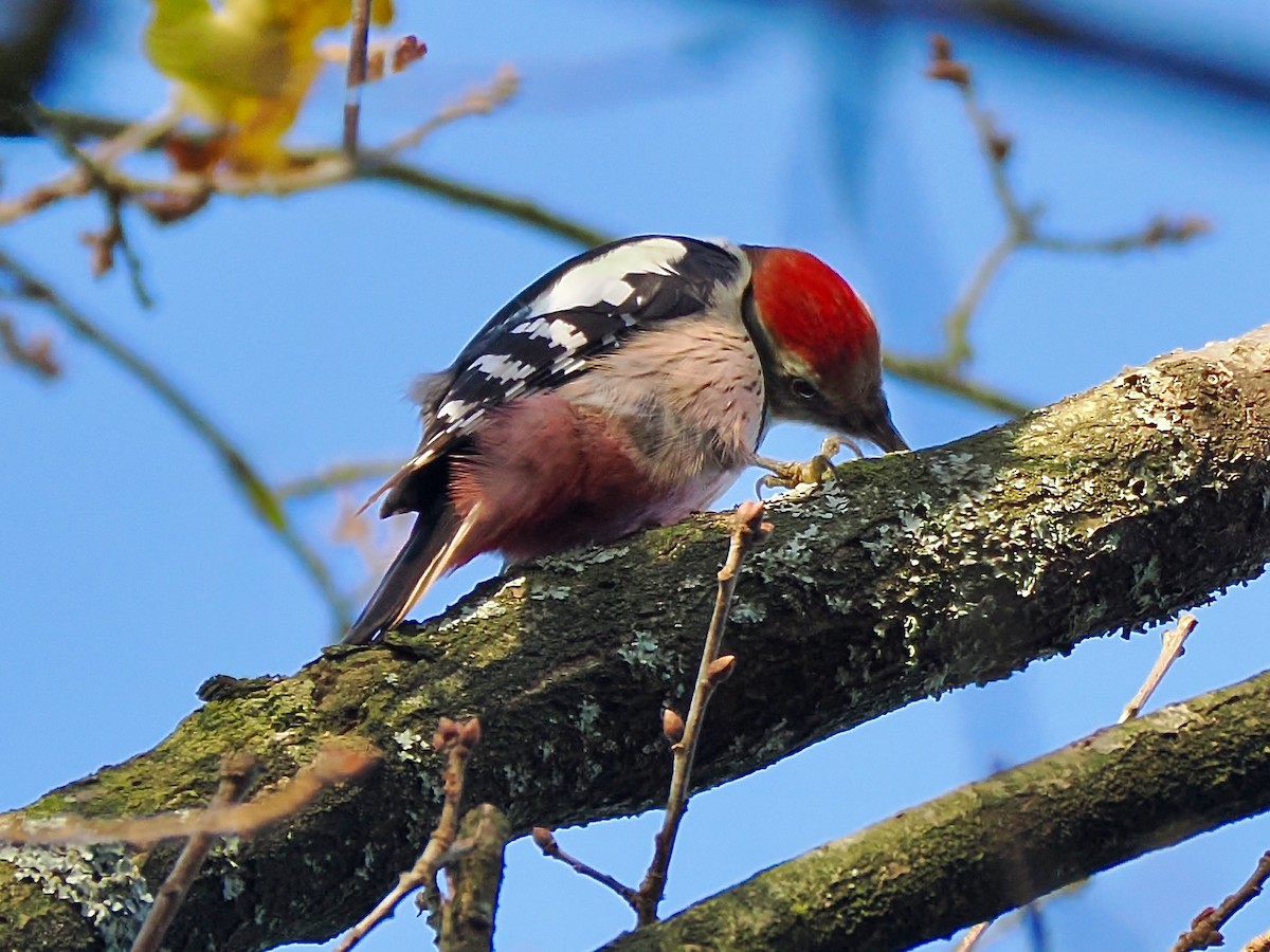 Middle Spotted Woodpecker - ML646852553