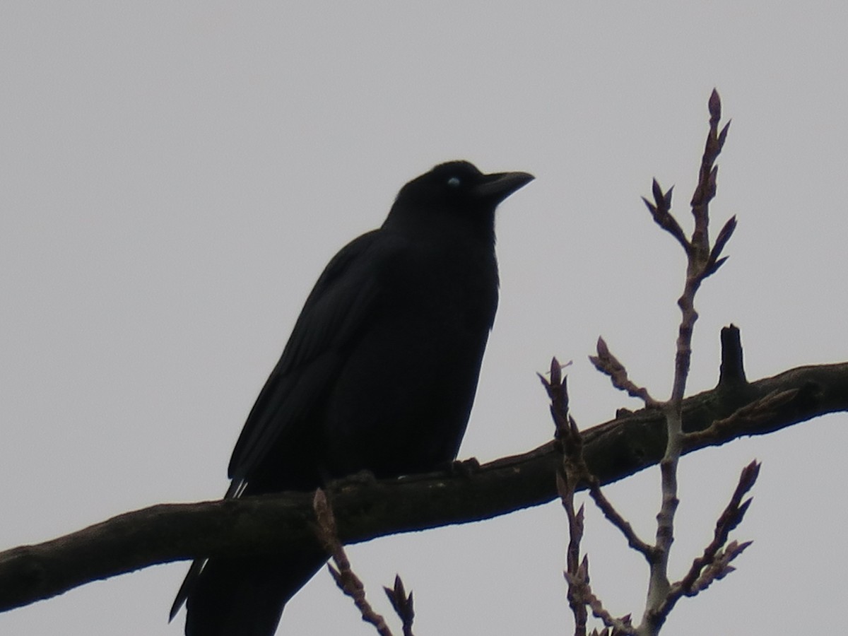 American Crow - ML646852554