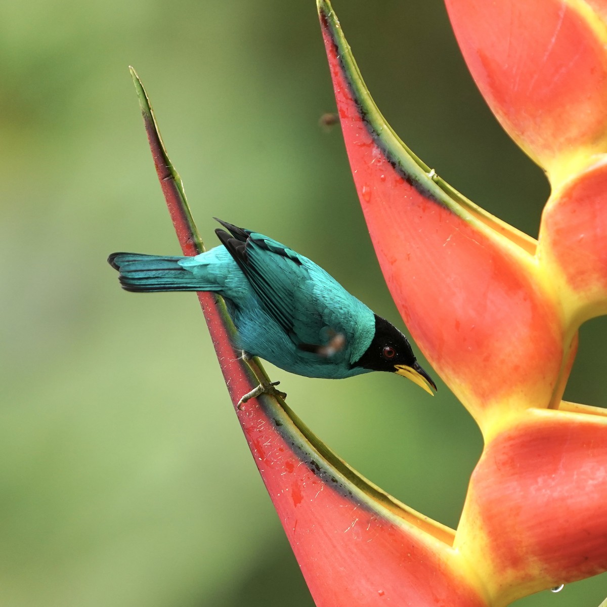 Mielerito Verde - ML646852556