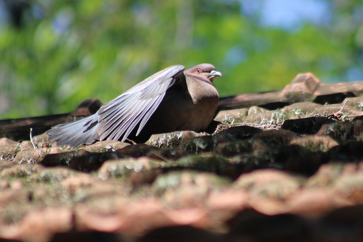 Picazuro Pigeon - ML646852566