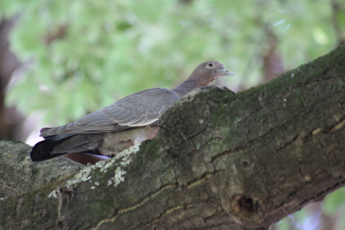 Picazuro Pigeon - ML646852568