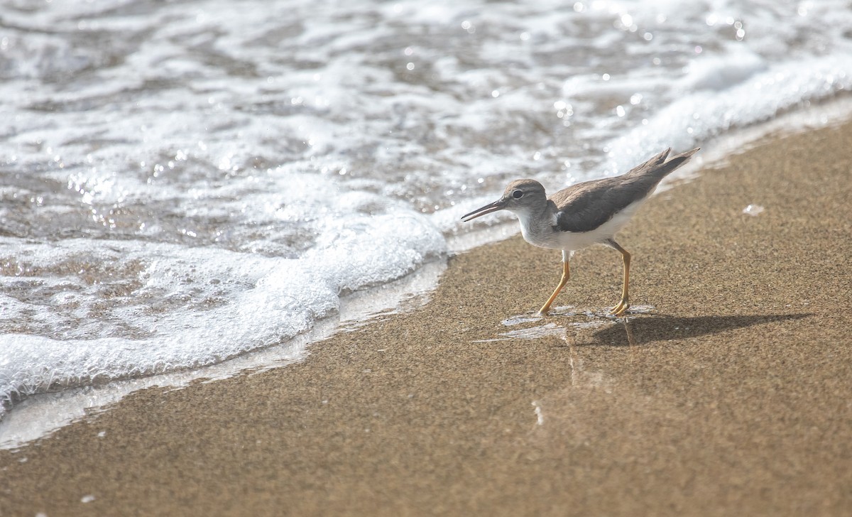 Spotted Sandpiper - ML646852569