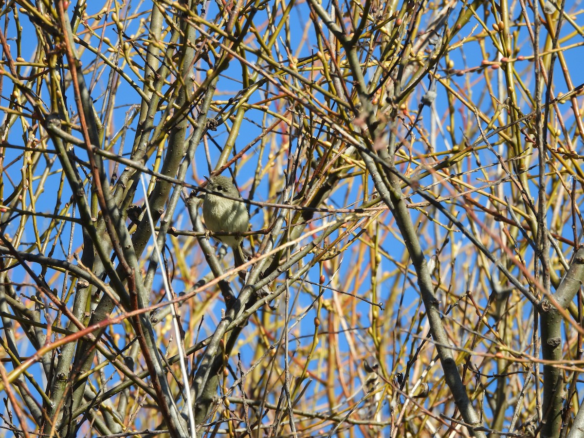 Rubingoldhähnchen - ML646852570