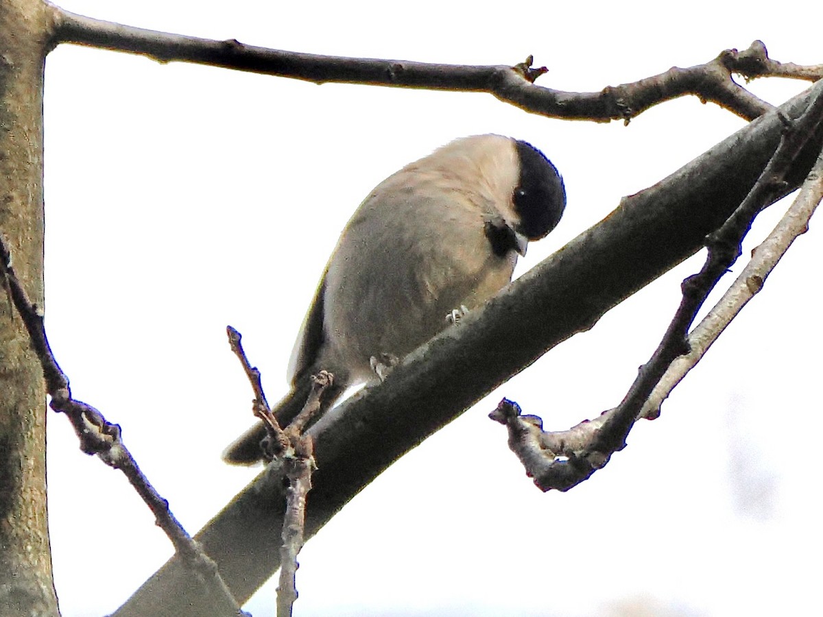 Marsh Tit - ML646852571