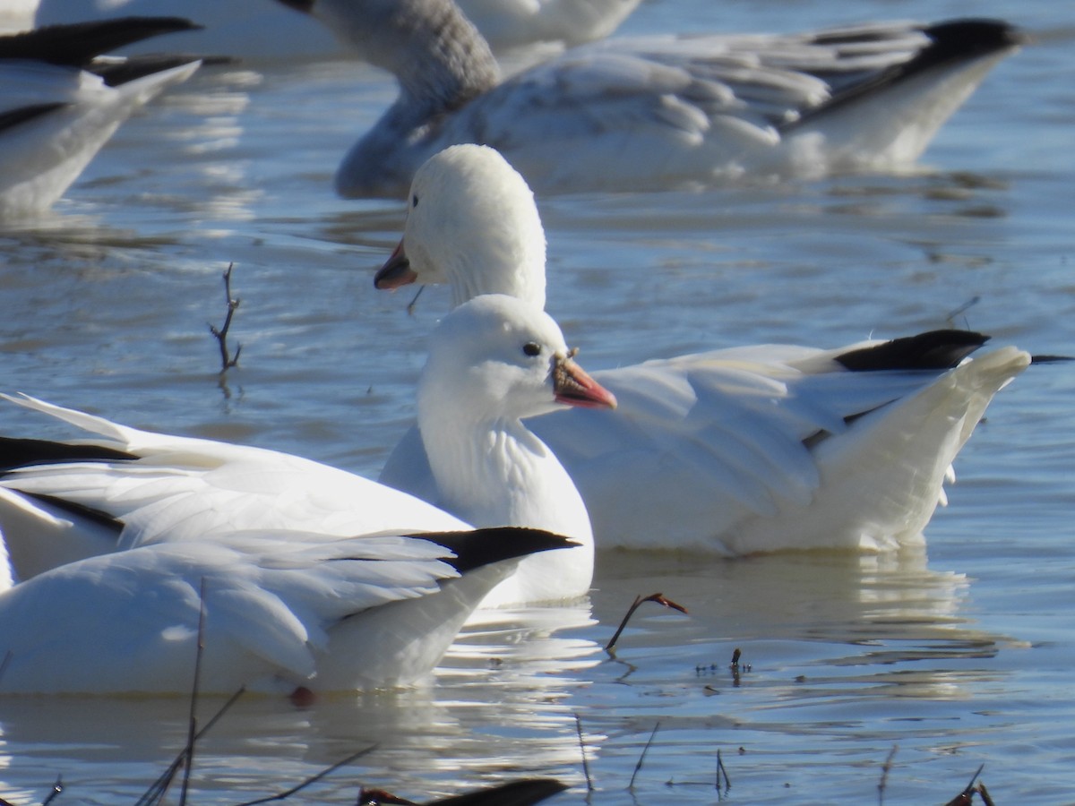 Гуска Роса - ML646852576