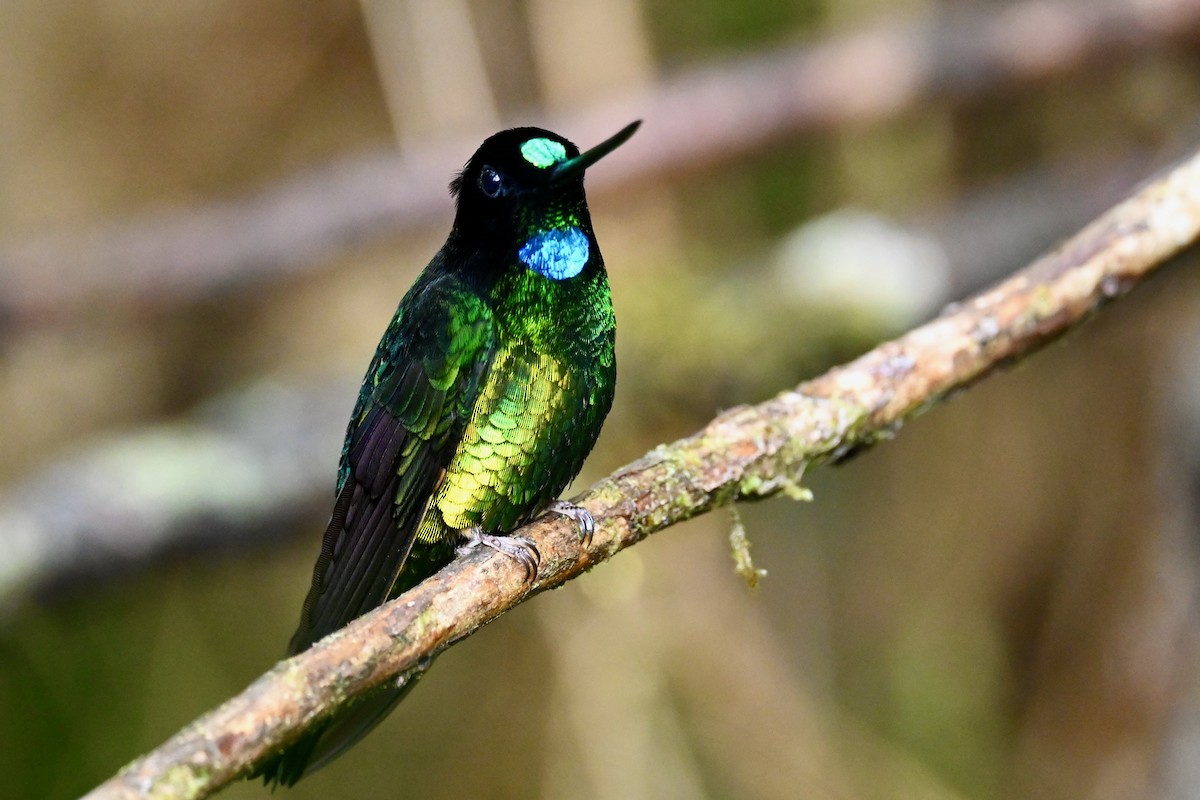 Dusky Starfrontlet - ML646852577