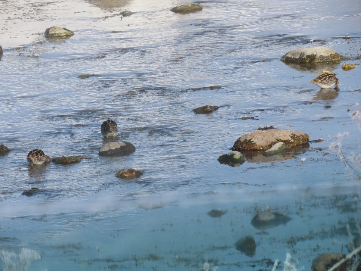 bekasina severoamerická - ML646852578