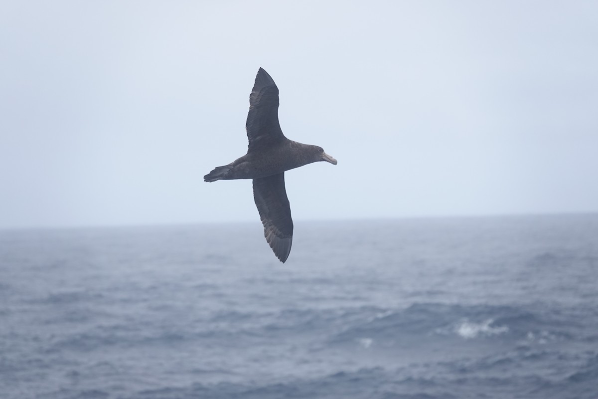 סערון-ענק דרומי - ML646852587