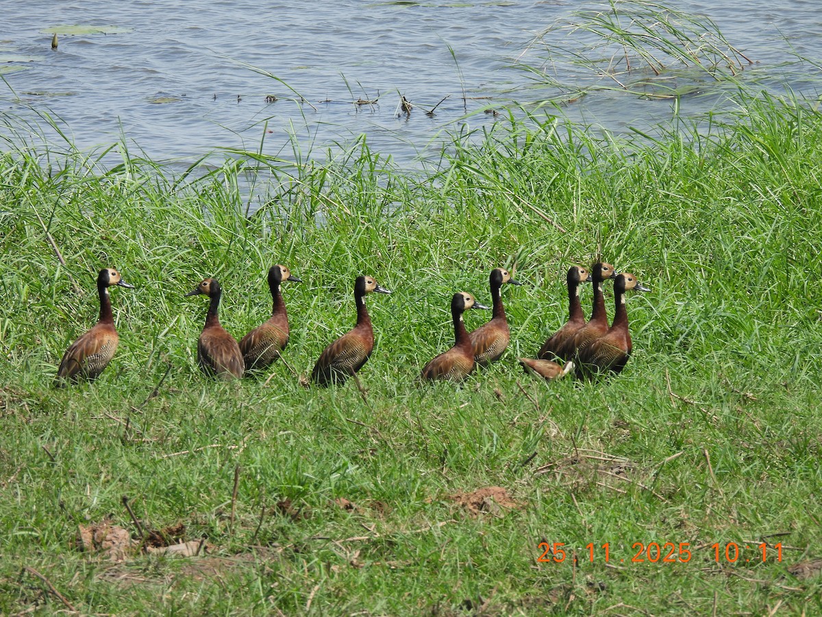 Dendrocigna facciabianca - ML646852588