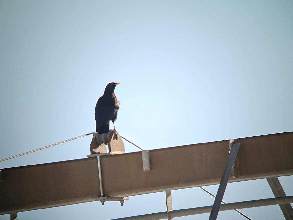 キバシガラス - ML646852589