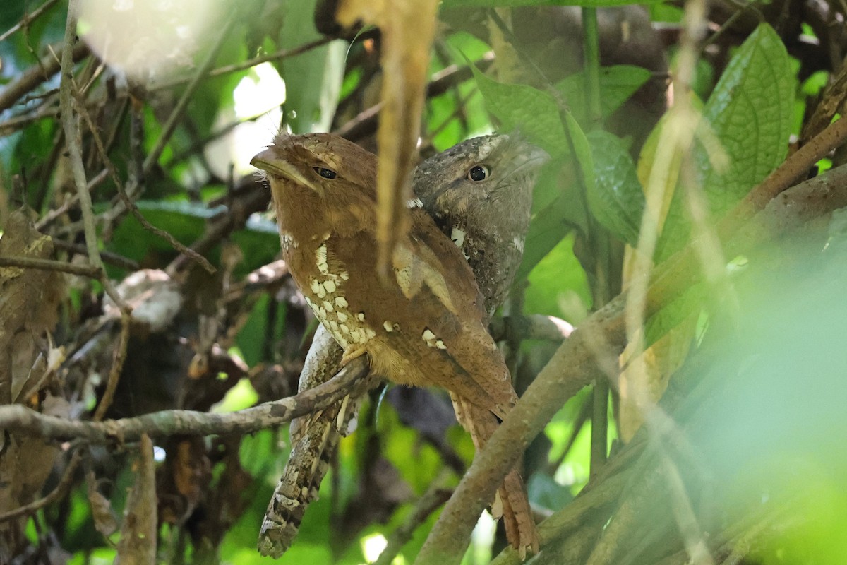 セイロンガマグチヨタカ - ML646852590
