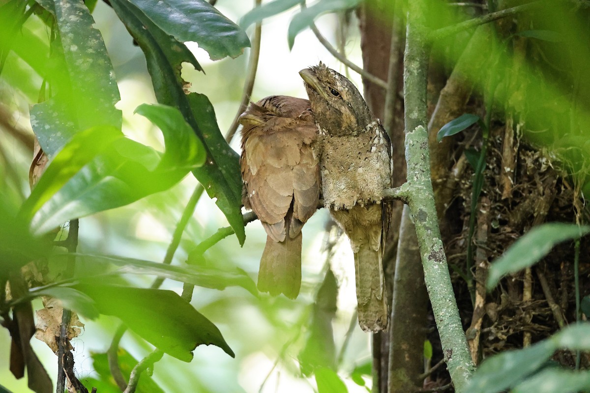 セイロンガマグチヨタカ - ML646852591