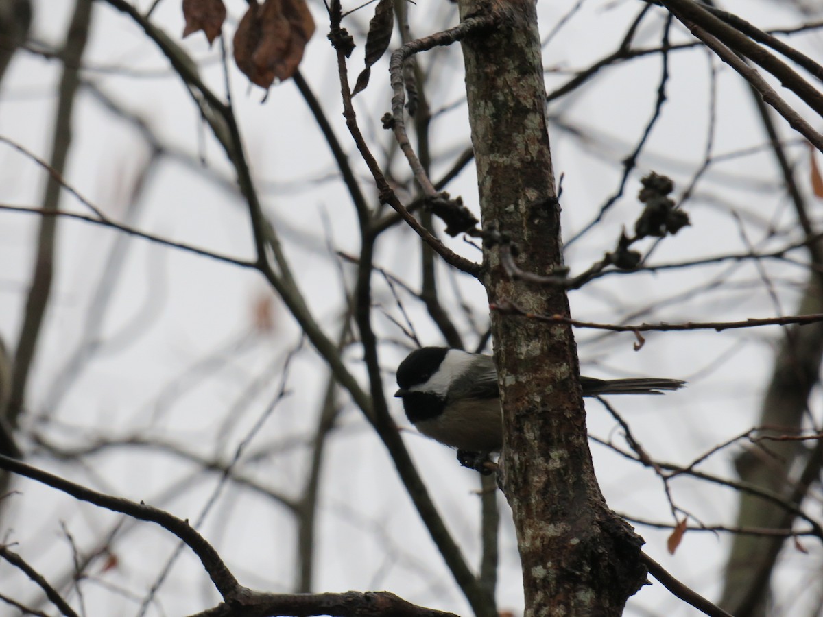 Mésange à tête noire - ML646852593