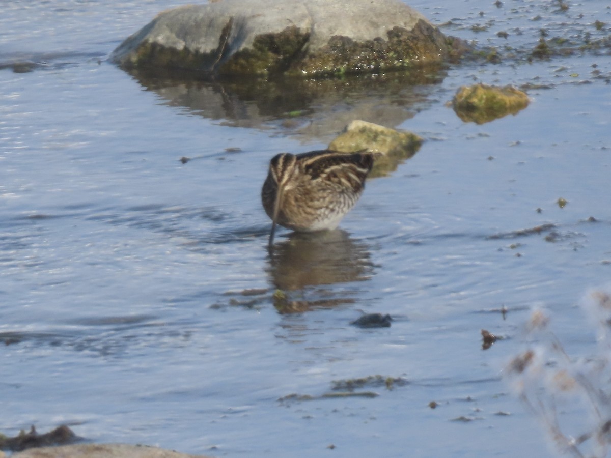 bekasina severoamerická - ML646852596