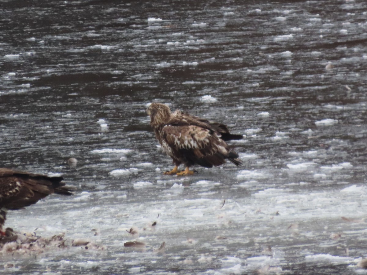 orel bělohlavý - ML646852601