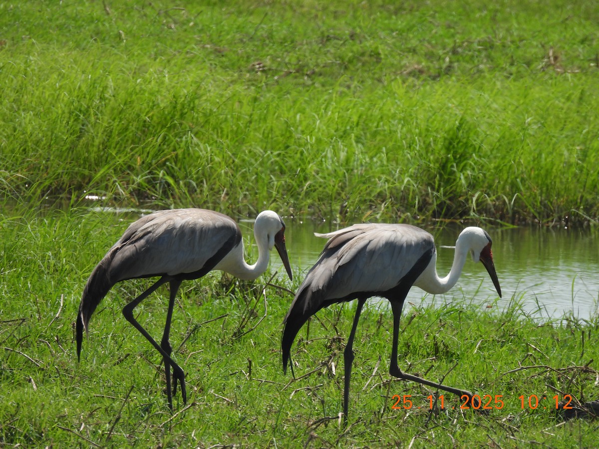 Wattled Crane - ML646852602