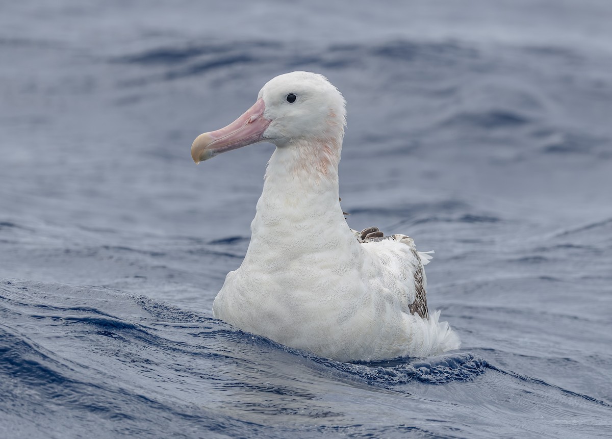 Antipodean Albatross (Gibson's) - ML646852603
