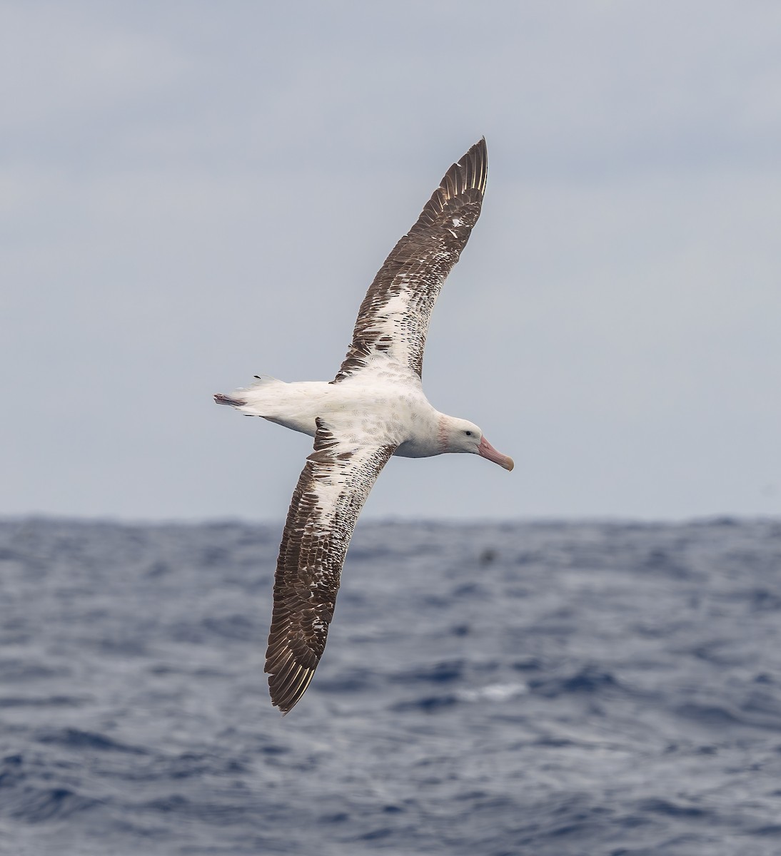 Antipodean Albatross (Gibson's) - ML646852604