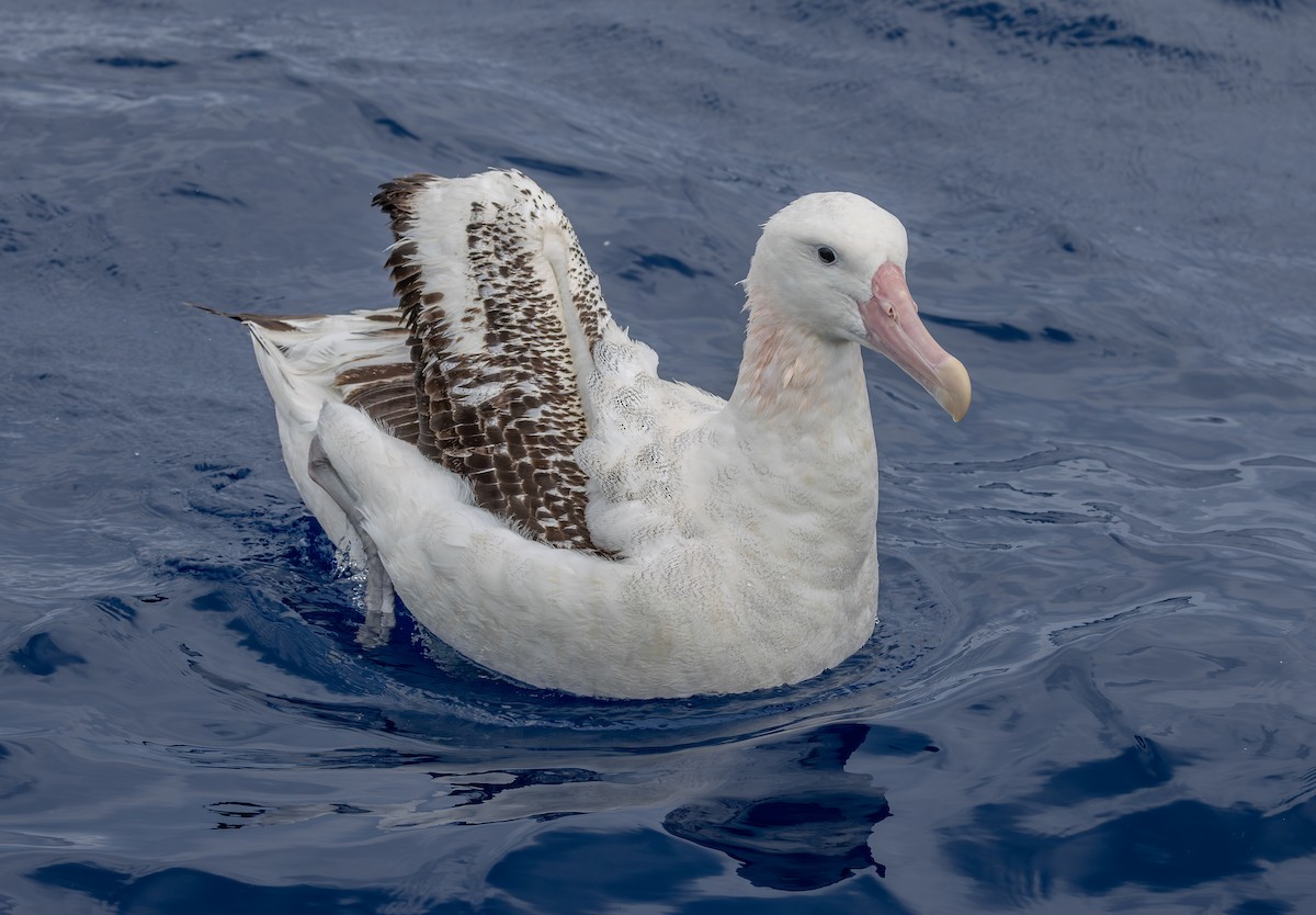 Antipodean Albatross (Gibson's) - ML646852605