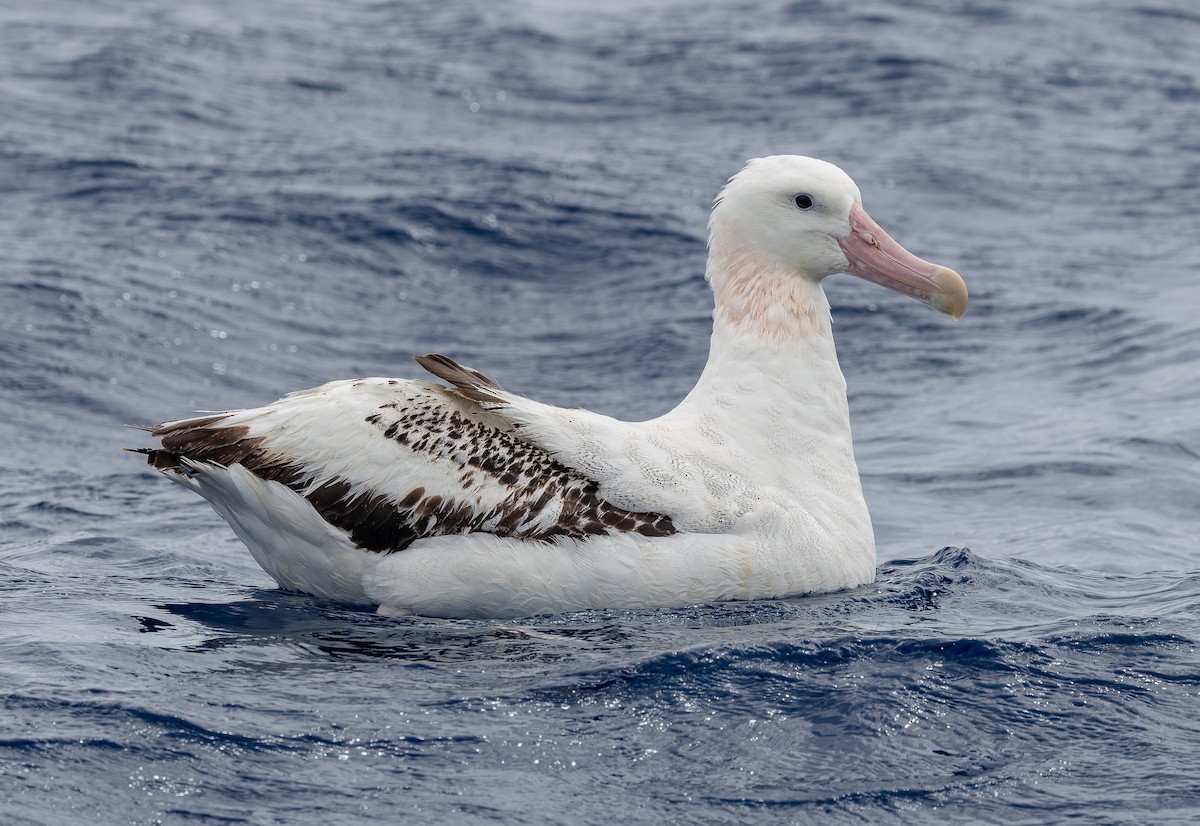 Antipodean Albatross (Gibson's) - ML646852606