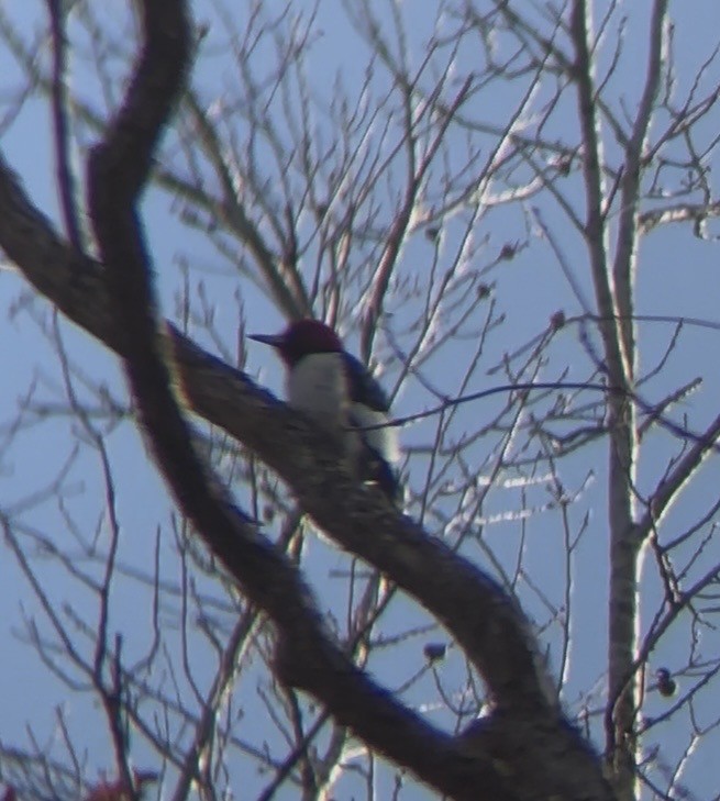 Red-headed Woodpecker - ML646852608