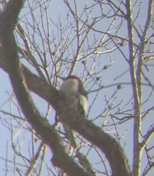 Red-headed Woodpecker - ML646852609