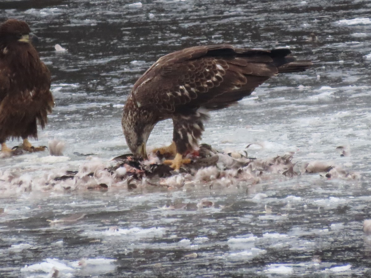 orel bělohlavý - ML646852610