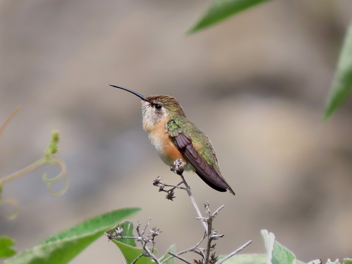 Бирюзовый эльф - ML646852611