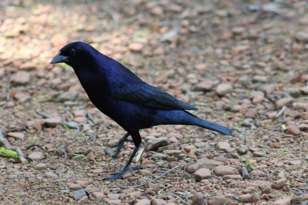 Shiny Cowbird - ML646852616