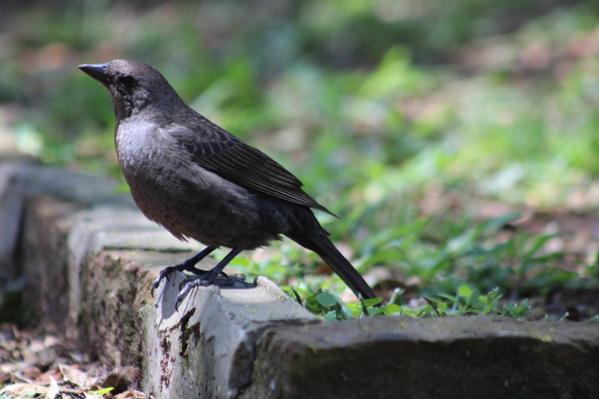 Shiny Cowbird - ML646852617