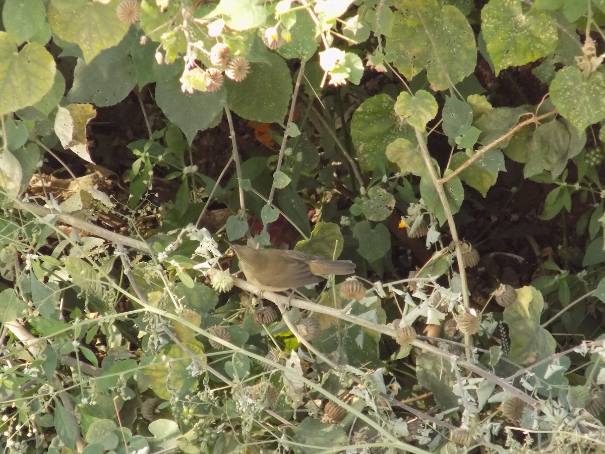 rákosník pokřovní - ML646852621