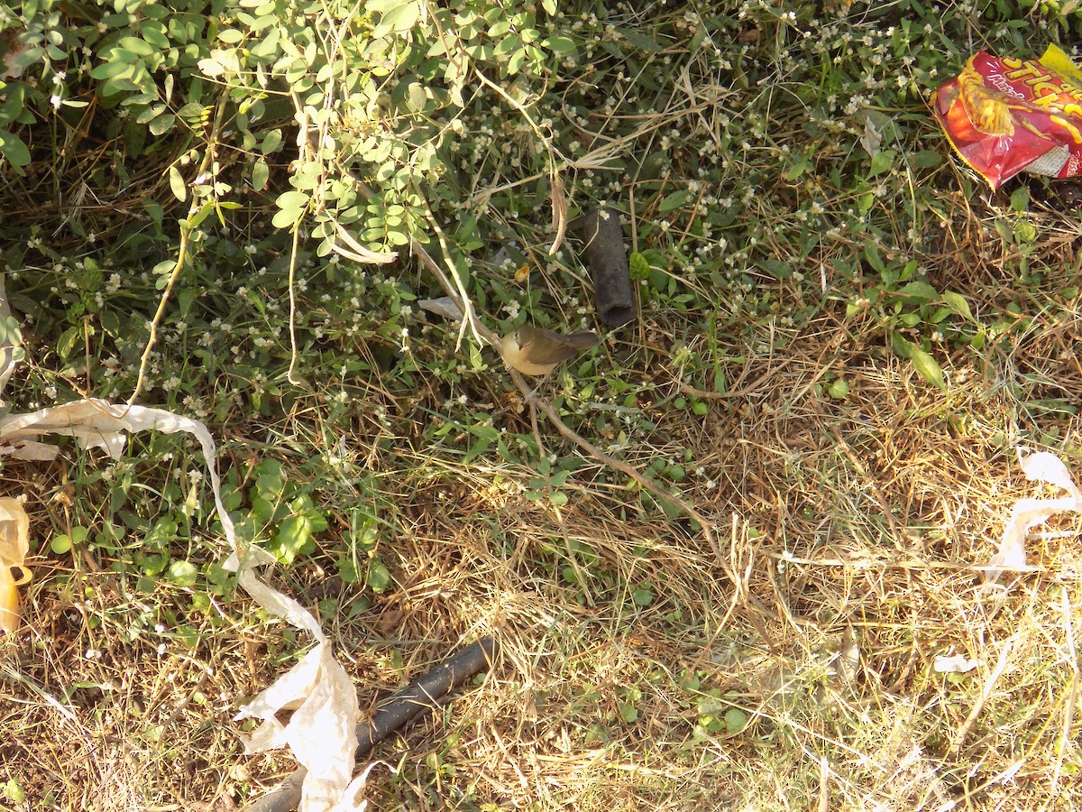 rákosník pokřovní - ML646852623