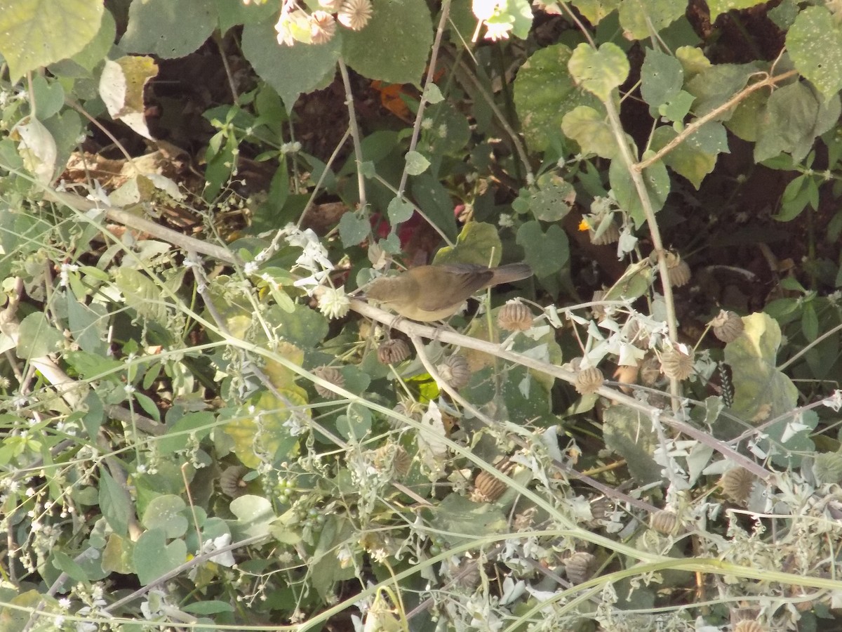 rákosník pokřovní - ML646852624