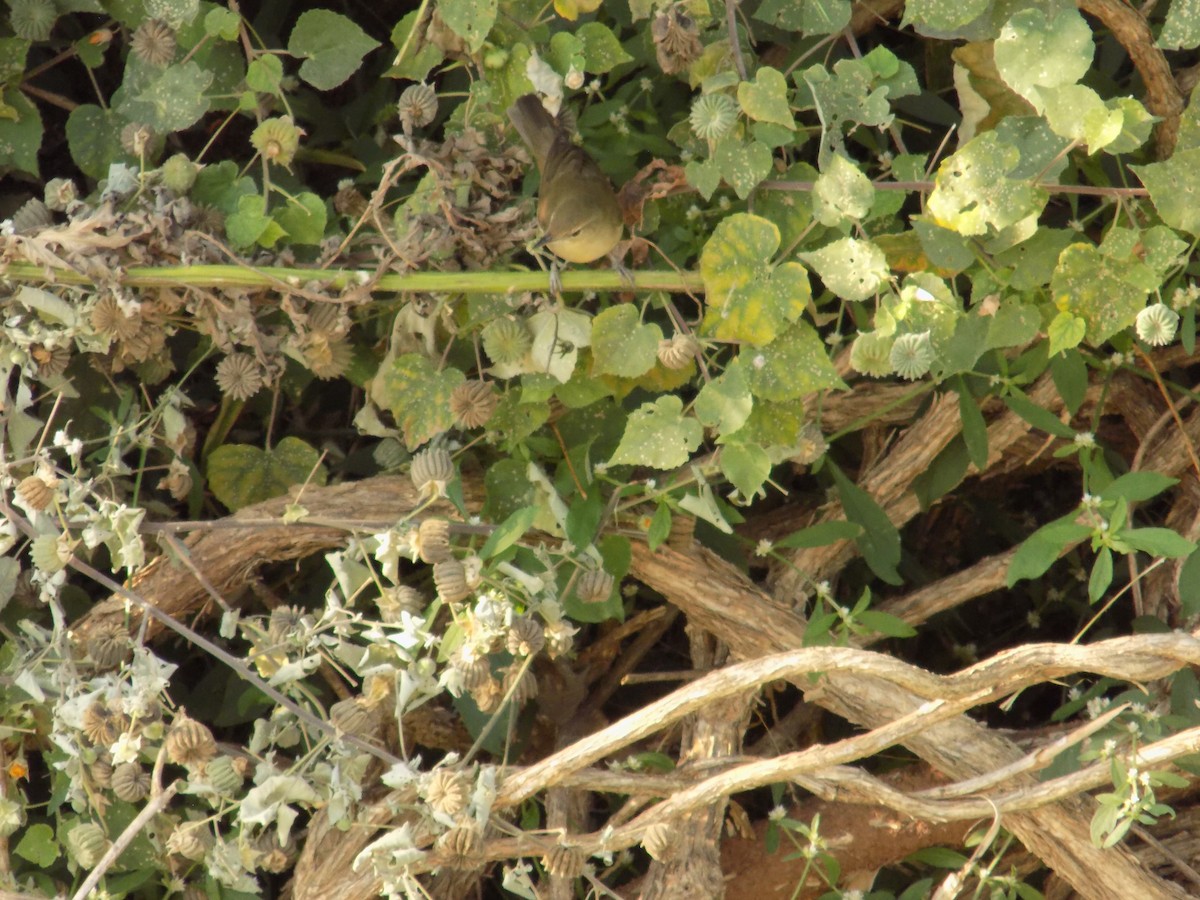 rákosník pokřovní - ML646852625