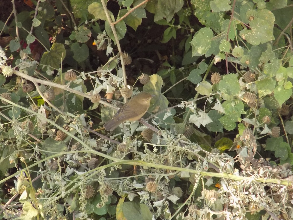 rákosník pokřovní - ML646852626