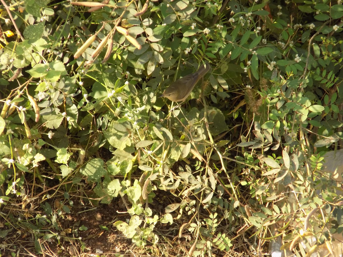 rákosník pokřovní - ML646852627