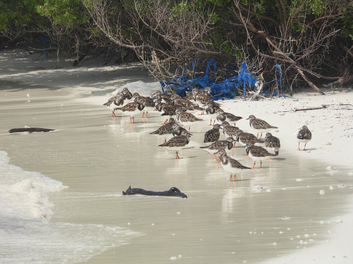 Ruddy Turnstone - ML646852628