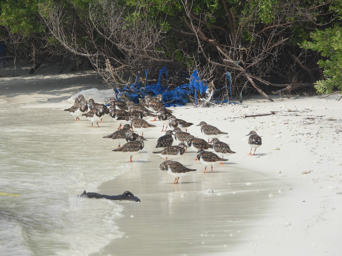 Ruddy Turnstone - ML646852629