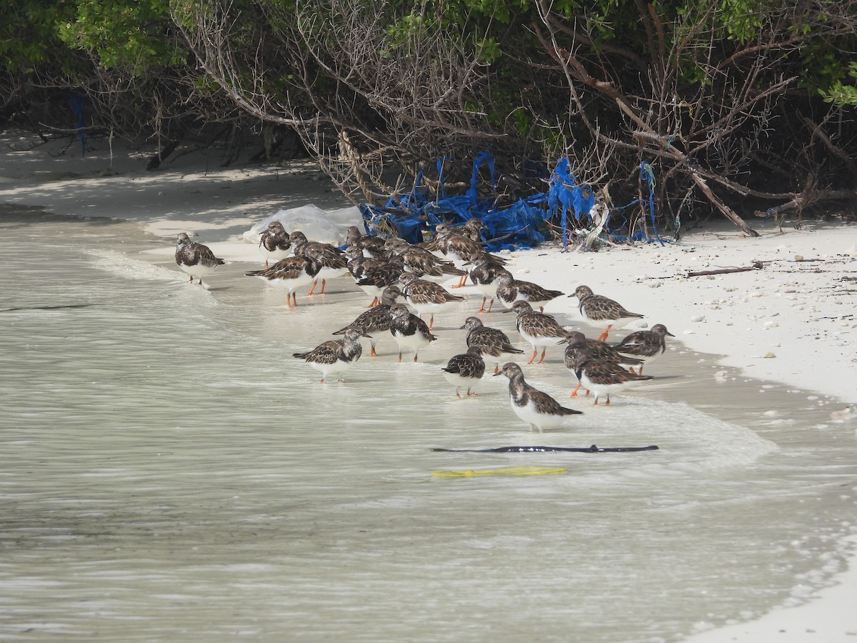 Ruddy Turnstone - ML646852630