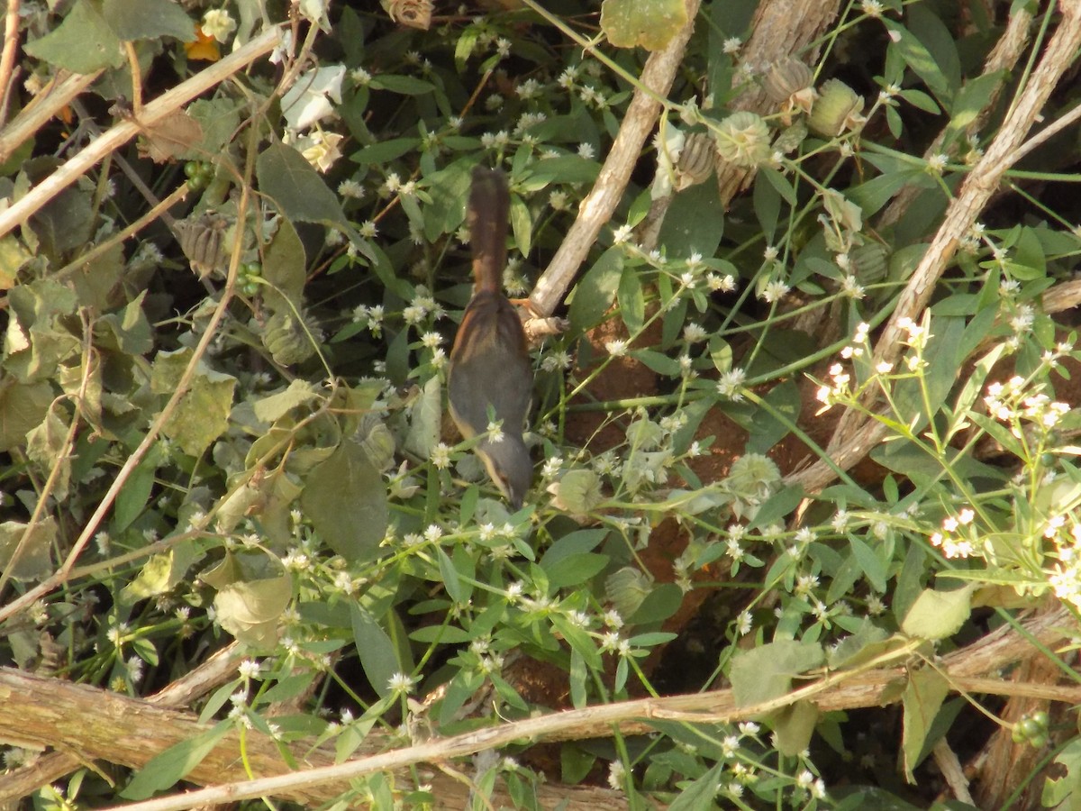 rákosník pokřovní - ML646852631