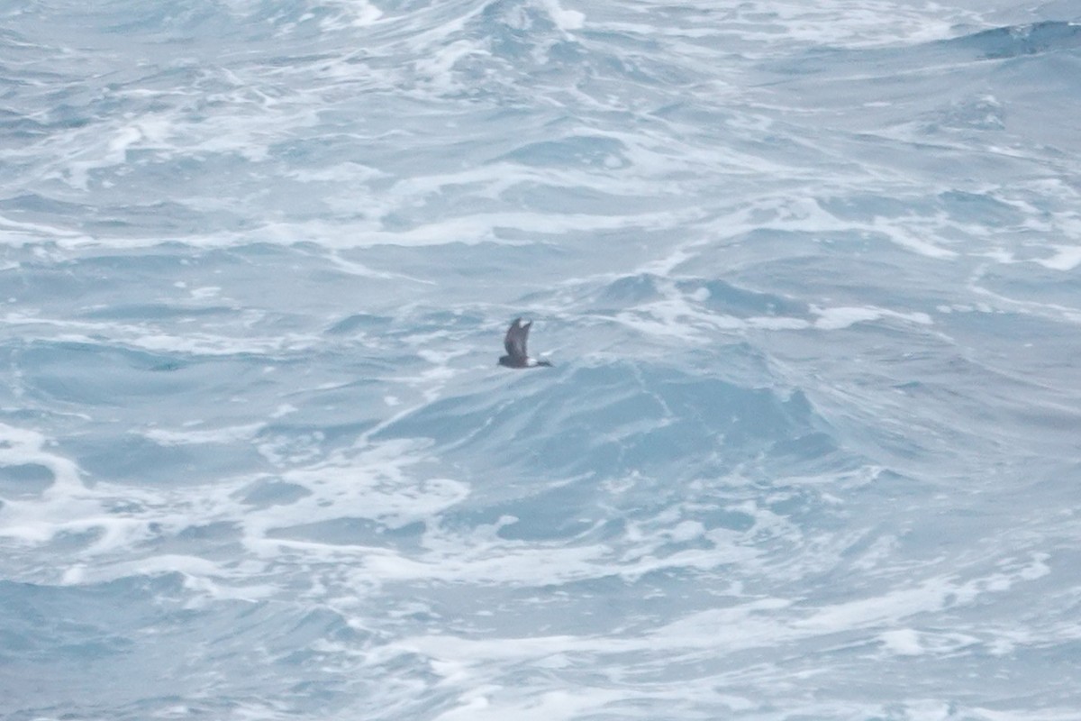 Wilson's Storm-Petrel - ML646852635