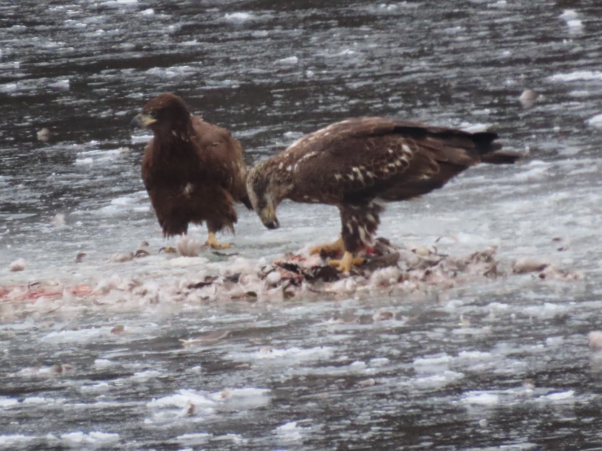 orel bělohlavý - ML646852636