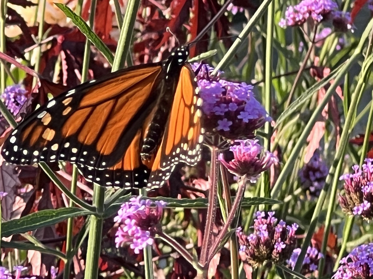 Animals - ML646852637