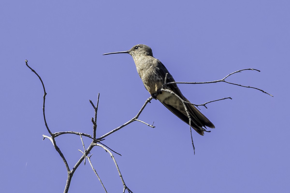 Giant Hummingbird - ML646852638